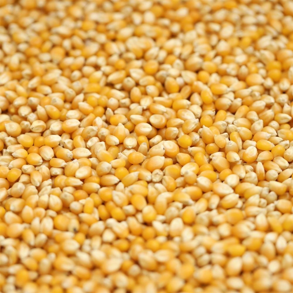 organic popping corn