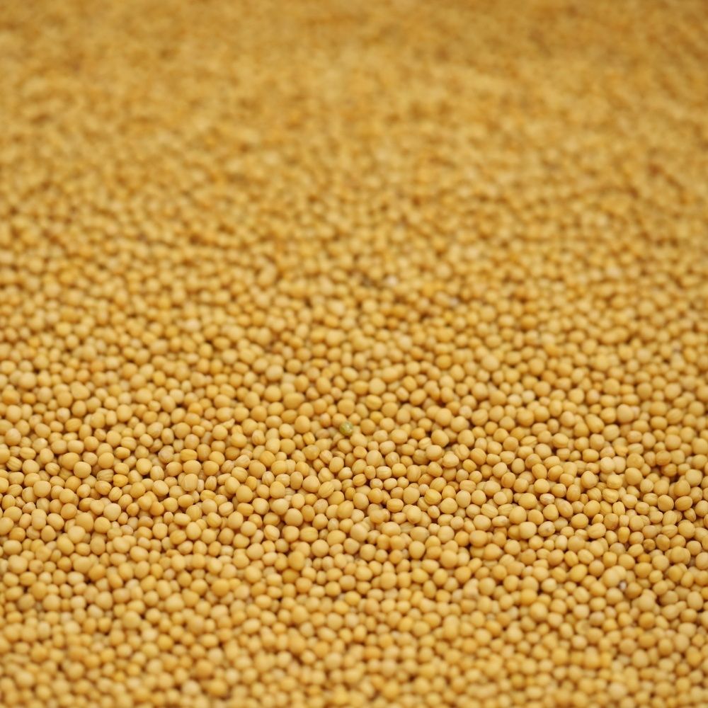 yellow mustard seeds