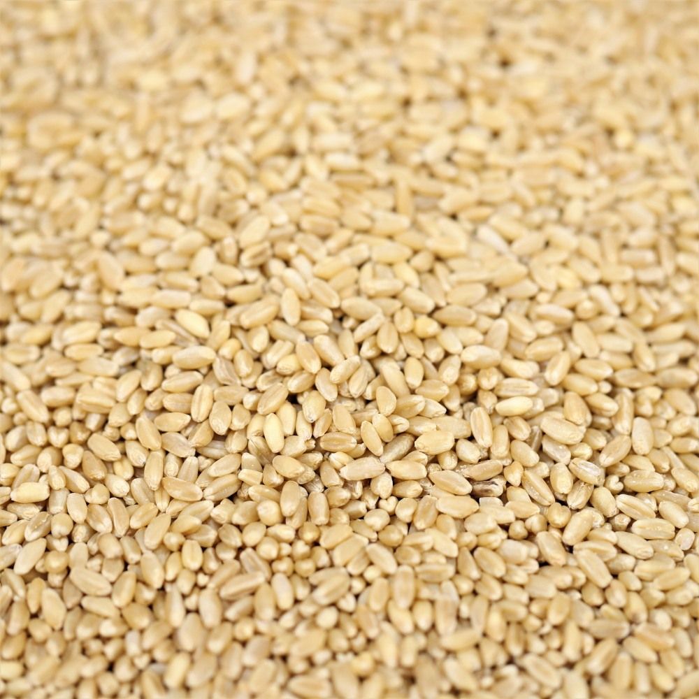organic wheat grain