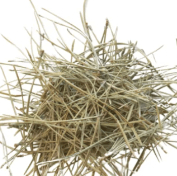 pine needle uncut tea