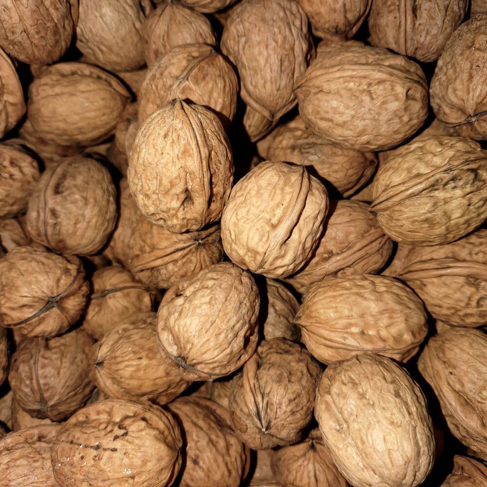 walnuts in shell